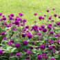 Globe Amaranth Seeds, Purple, Heirloom Flower Seeds, Very Unusual Flowers, 50ct Plantations