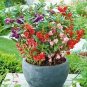 Impatiens Seeds, Tom Thumb Extra Dwarf Balsam Impatiens Seed, Heirloom, 50ct Plantations