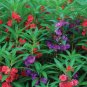 Impatiens Seeds, Tom Thumb Extra Dwarf Balsam Impatiens Seed, Heirloom, 50ct Plantations
