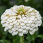 White Zinnia Seeds, Polar Bear, Heirloom Zinnia Seeds, Heirloom Flowers, 75ct Plantations