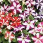 Petunia Seeds, Star Mix, Multiflora Petunia Seeds, Hanging Baskets Non-Gmo, 75ct Plantations