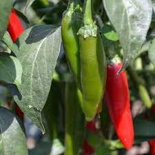 Serrano Tampiqueno Pepper Seeds, Heirloom Hot Pepper Seeds, Chili ...