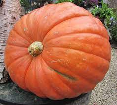 Pumpkin Seeds, Big Max, Heirloom Pumpkin Seeds, Non-Gmo Seeds, Over 100lb! 30ct Plantations