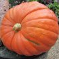 Pumpkin Seeds, Big Max, Heirloom Pumpkin Seeds, Non-Gmo Seeds, Over 100lb! 30ct Plantations