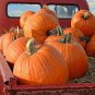Pumpkin Seeds, Big Max, Heirloom Pumpkin Seeds, Non-Gmo Seeds, Over 100lb! 30ct Plantations