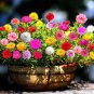 Rose Moss Seed, Mixed Rose Moss Seed, Heirloom Ground Cover, Low Growing 50ct Plantations