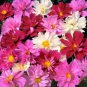 Mixed Cosmos Seeds, Farm Mix, Heirloom Cosmos, Non-Gmo, Draws Butterflies, 75ct Plantations