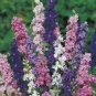 Larkspur Seeds, Giant Imperial Mix, Heirloom Flower Seeds, Non-Gmo, Annual 75ct Plantations