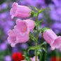 Pink Canterbury Bells Seeds, Heirloom Flower Seeds, Pink Flowers, Non-Gmo, 75ct Plantations