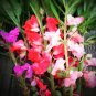 Impatiens Seeds, Red & White Impatiens Seed, Non-Gmo Heirloom Annual Flower 50ct Plantations