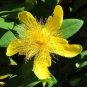 St Johns Wort Seeds, Heirloom Herb Seeds, Non-Gmo Herbs, Medicinal Herb, 100ct Plantations