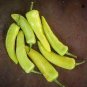 Hungarian Hot Wax Pepper Seeds, Yellow Wax Peppers, Heirloom Wax Peppers 50ct Plantations