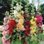Hollyhock Seeds, Carnival Mix, Heirloom Seeds, Non-Gmo Annual, Very Tall 50ct Plantations