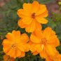 Cosmos Seed, Orange Sunshine, Sulfur Cosmos, Shorter Variety, Non-Gmo Seeds 75ct Plantations