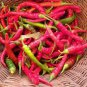 Cayenne Long Slim Pepper Seeds, Heirloom Hot Pepper Seeds, Chili Peppers, 50ct Plantations