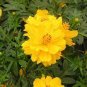 Yellow Cosmos Seeds, Yellow Sunshine, Sulfur Cosmos, Shorter Variety, 75ct Plantations