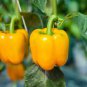 Yellow Bell Pepper Seeds, Golden California Wonder, Heirloom Pepper Seeds, 50ct Plantations