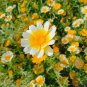 Daisy Seeds, Garland Daisy, Crown Daisies, Heirloom Wildflower, Perennial, 75ct Plantations