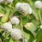 Globe Amaranth Seeds, White, Heirloom Flower Seeds, Very Unusual Flowers, 50ct Plantations