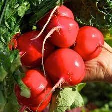 Radish Seeds, Crimson Giant, Heirloom Radishes, Non-Gmo, Quick Producer ...