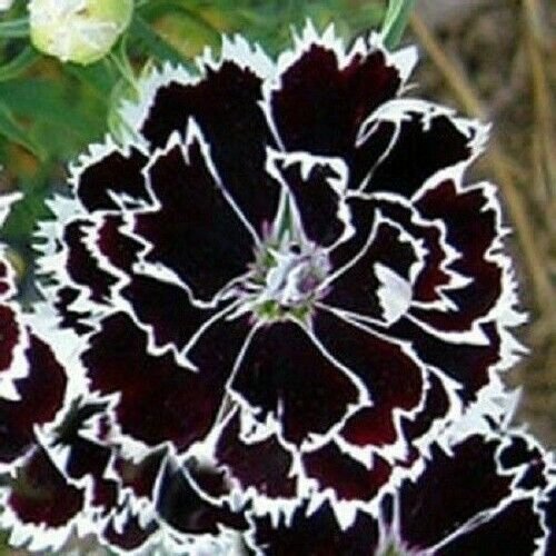Heddewigii Dianthus, Black and White, Japanese Pinks, Black Flowers ...