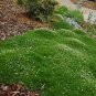 Irish Moss - Heirloom Seeds, Perennial Groundcover Seeds, Moss Seeds, 100ct Pack Plantations