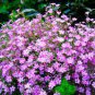 Babys Breath Seeds, Creeping Rose, Ground Cover Seeds, Heirloom Perennial, 75ct Plantations