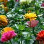 Zinnia Seeds, California Giants Mix, Heirloom Zinnia Seed, Heirloom Flower, 75ct Plantations