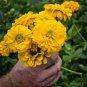 Yellow Zinnia Seeds, Canary Bird, Heirloom Zinnia Seeds, Heirloom Flower, 75ct Plantations