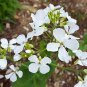 Money Plant Seeds, White, Silver Dollar Plant, Lunaria, Honesty, Heirloom 50ct Plantations