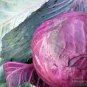 Red Cabbage Seeds, Red Acre, Heirloom Cabbage Seeds, Non-Gmo Cabbage Seed, 100ct Plantations