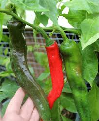 Anaheim Pepper Seeds, Heirloom Hot Pepper Seeds, Chili Peppers, Non-gmo 