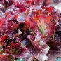 Red Lettuce Seeds, Leaf Lettuce Seeds, Heirloom Lettuce Seeds, Non-Gmo 100ct Plantations