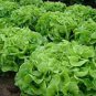 Oakleaf Lettuce Seed, Leaf Lettuce Seeds, Heirloom Lettuce Seed, Non-Gmo 100ct Plantations