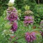 Lemon Mint Seed, Bee Balm Seed, Heirloom Herb Seed, Medicinal Herb Non-Gmo 75ct Plantations
