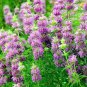Lemon Mint Seed, Bee Balm Seed, Heirloom Herb Seed, Medicinal Herb Non-Gmo 75ct Plantations