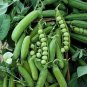 Green Pea Seeds, Early Frosty, Non-Gmo Seeds, Heirloom Peas, Fall or Spring 75ct Plantations
