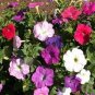 Petunia Seeds, Farm Mix, Mixed Petunia Seeds, For Hanging Baskets Non-Gmo, 75ct Plantations
