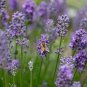 English Lavender Seeds, Bulk Lavender, Non-GMO, 50ct Plantations