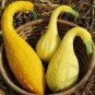 Squash Seeds, Yellow Crookneck, Summer Squash Seed, Non-Gmo Heirloom Squash 35ct Plantations
