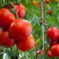 Tomato Seeds. Homestead, Non-Gmo Heirloom Tomato Seed, Very Heat Tolerant, 50ct Plantations