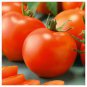 Tomato Seed, Bonny Best, Non-Gmo Heirloom Tomatoes, Great for Colder Areas 50ct Plantations