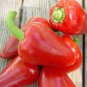 Pimento Seeds, Mild Pepper Seeds, Sweet Pimento, Heirloom Non GMO Peppers, 50ct Plantations