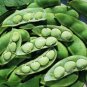 Lima Bean Seeds, Fordhook, Bush Lima Bean, Heirloom Non-Gmo, Heavy Producer 50ct Plantations