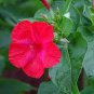 Red Four O'clock Seeds, Non-Gmo Heirloom Flower Seeds, Annual Flower Seeds 75ct Plantations