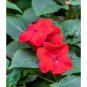 Red Impatiens Seeds, Scarlet Impatiens Seed, Non-Gmo Heirloom Annual Flower 50ct Plantations