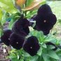Black Pansy Seeds, Black Viola Seeds, Black Pansies, Non-Gmo Heirloom Seed, 50ct Plantations