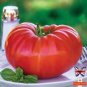 Tomato Seeds, Red Brandywine, Heirloom Non-Gmo Tomatoes, Big Juicy Slicers 50ct Plantations