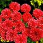 Red Bachelor Button Seeds, Tall Red Cornflower Seeds, Heirloom Flower Seeds 75ct Plantations