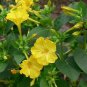 Yellow Four O'clock Seeds, Non-Gmo Heirloom Flower Seeds, Annual Flowers 75ct Plantations